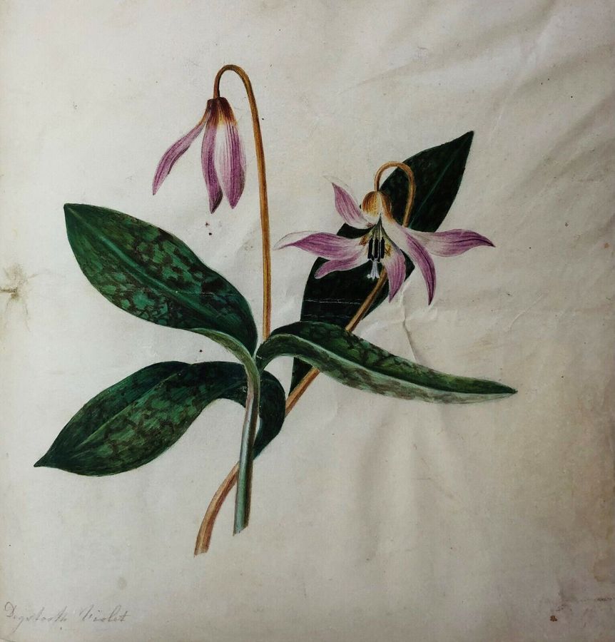 Botanical Study, ca. 1800, On Vellumised paper, Watercolour