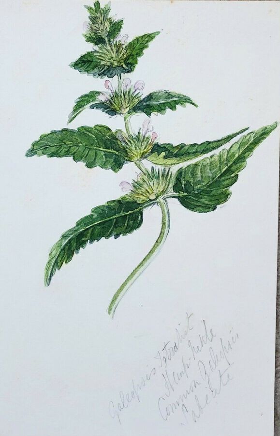 Antique Botanical Study, English Wild Flowers By F. Hannen (1890-1910) Act., Watercolour