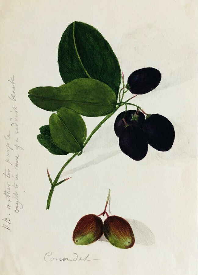 Antique Botanical Study, ca 1900, Watercolour