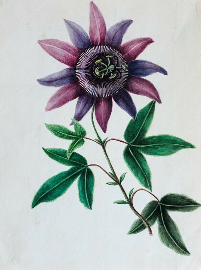 Antique Botanical Study, ca 1900, Watercolour,