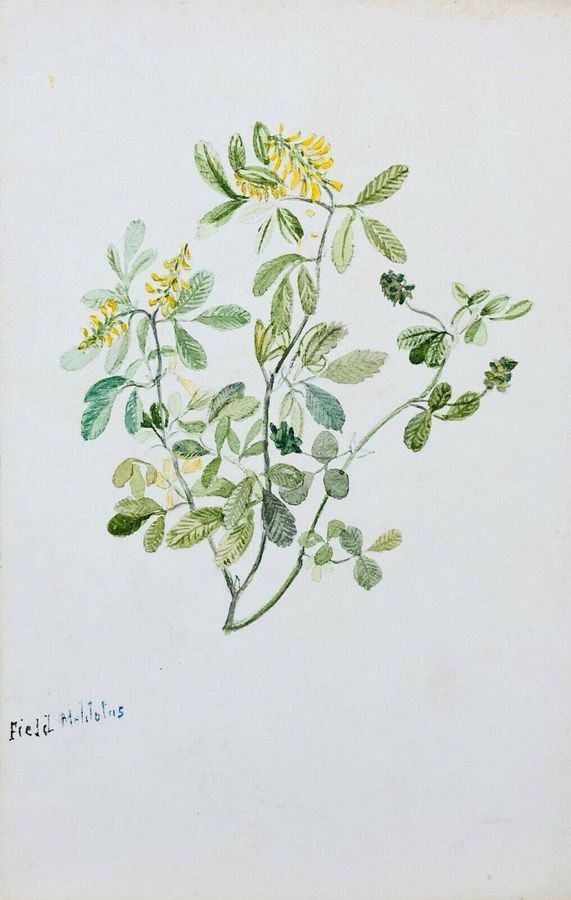 Antique Botanical Study, English Wild Flowers By F. Hannen (1890-1910) Act., Watercolour